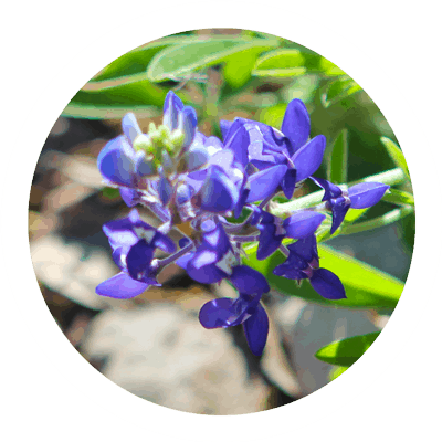 bluebonnets