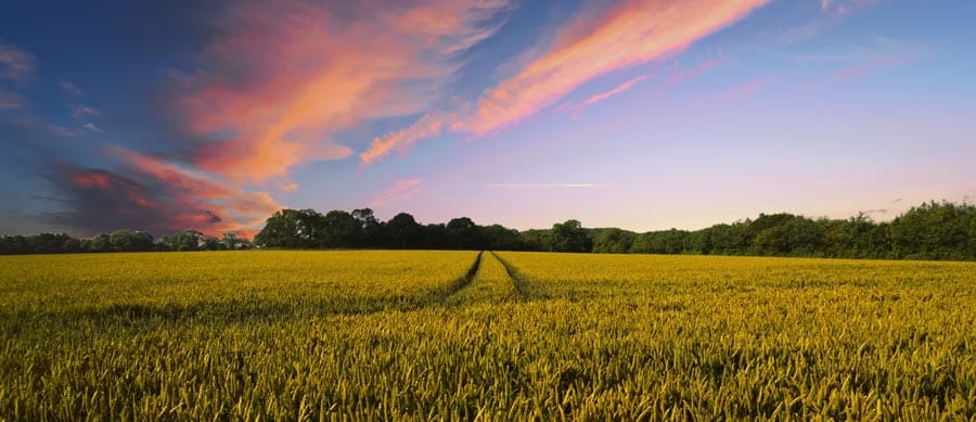 country field