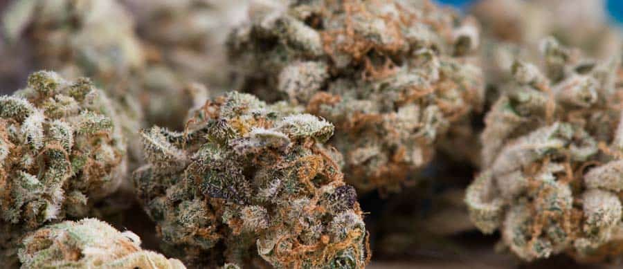 Is Marijuana Legalization Leading to More Abuse? marijuana