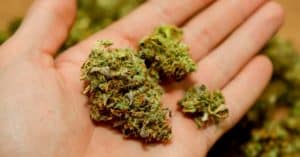 synthetic marijuana in hand